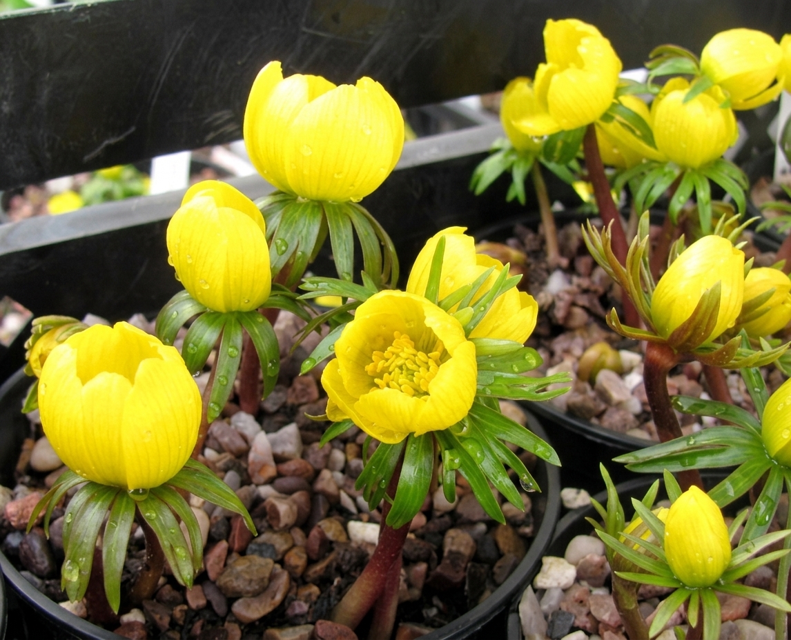 Eranthis cilicica 